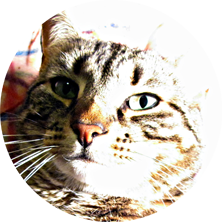 vincent feline sphere