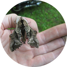 sphere owl moth